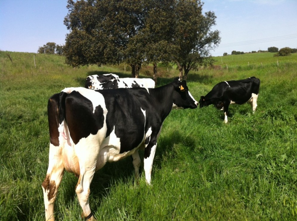 Vacas en una ganaderia de la industria lactea